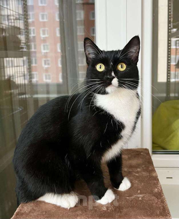 Кошки в Москве: В дар кошечка Рокси - нежность и ласка Девочка, Бесплатно - фото 3