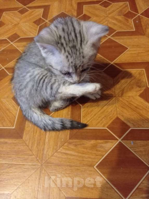 Кошки в Санкт-Петербурге: Рысёнок Девочка, 100 руб. - фото 1