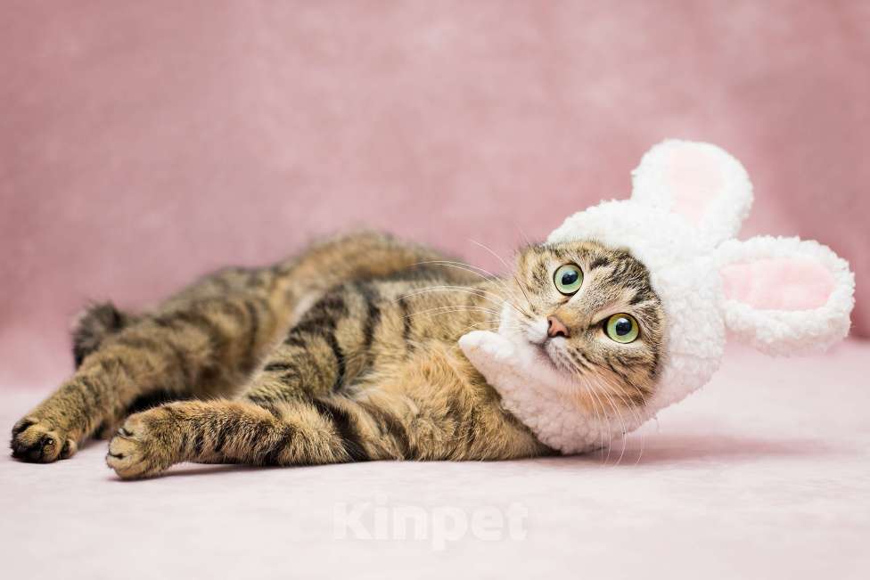 Кошки в Москве: Прима ищет дом Девочка, Бесплатно - фото 2