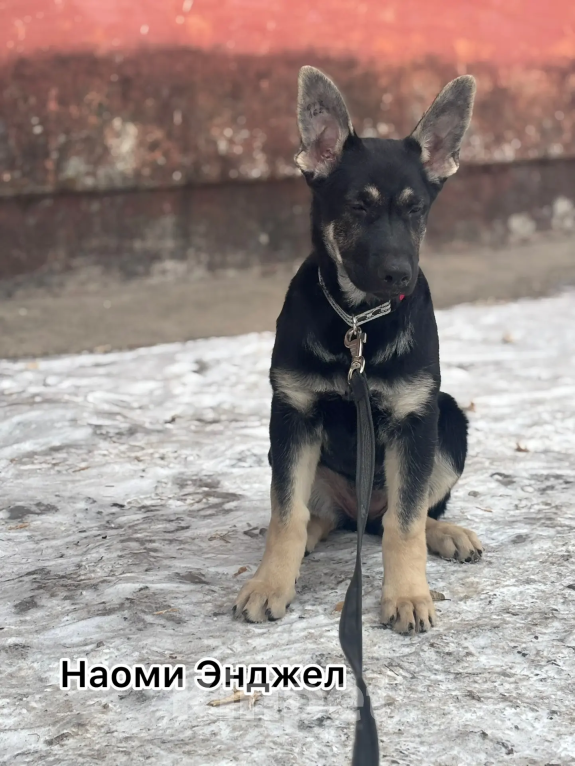 Собаки в Красноярске: Щенок ВЕО Наоми Энджел Девочка, 50 000 руб. - фото 2