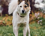 Собаки в Сергиеве Посаде: Айс якутенок в добрые руки Мальчик, Бесплатно - фото 2