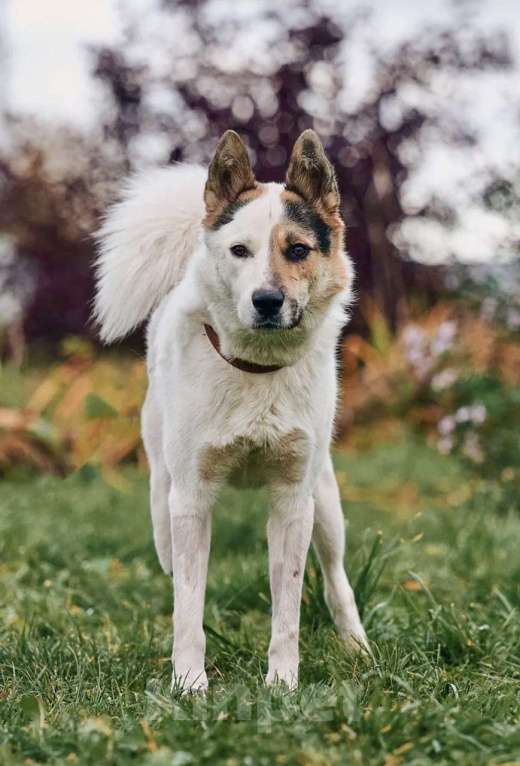 Собаки в Сергиеве Посаде: Айс якутенок в добрые руки Мальчик, Бесплатно - фото 2