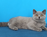 Кошки в Ульяновске: Британские котята девочки Девочка, Бесплатно - фото 3