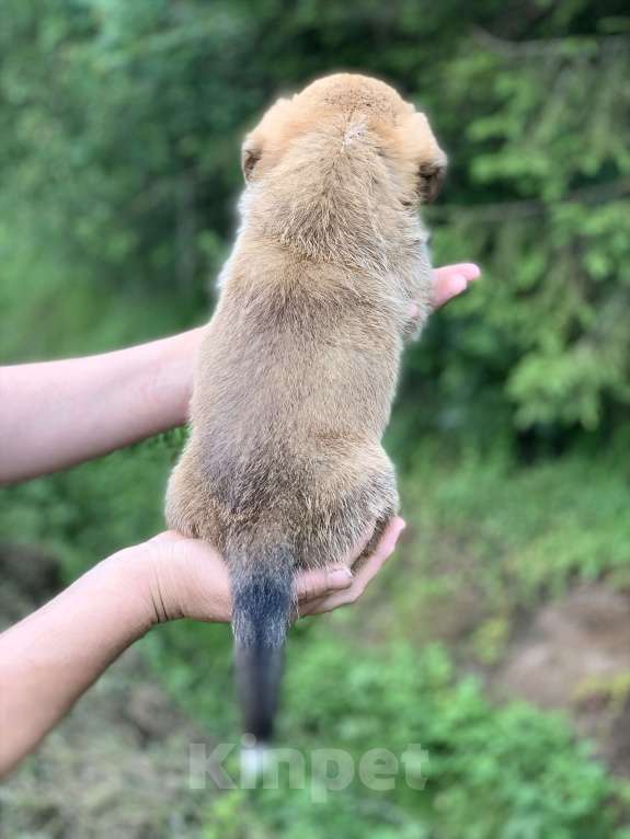 Собаки в Москве: Красивый рыже- белый мальчик корги Мальчик, 60 000 руб. - фото 5