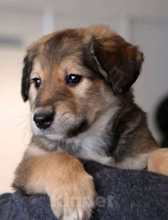 Собаки в других городах Московской области: В добрые руки Девочка, Бесплатно - фото 3