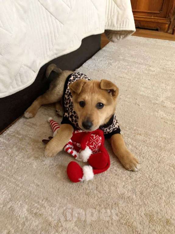 Собаки в Санкт-Петербурге: Скромный щенок в футболочке ищет дом Девочка, Бесплатно - фото 6