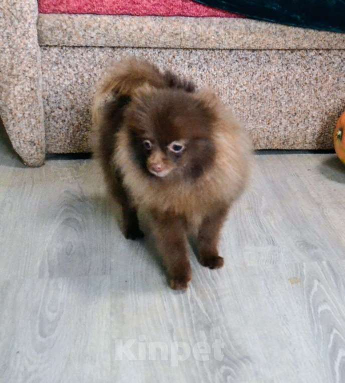 Собаки в Ореховом-Зуево: Шоколадка Девочка, 40 000 руб. - фото 2