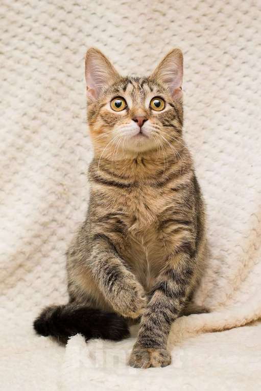 Кошки в Москве: Полосатая трехцветочка котёнок Теюшка в дар Девочка, 1 руб. - фото 5