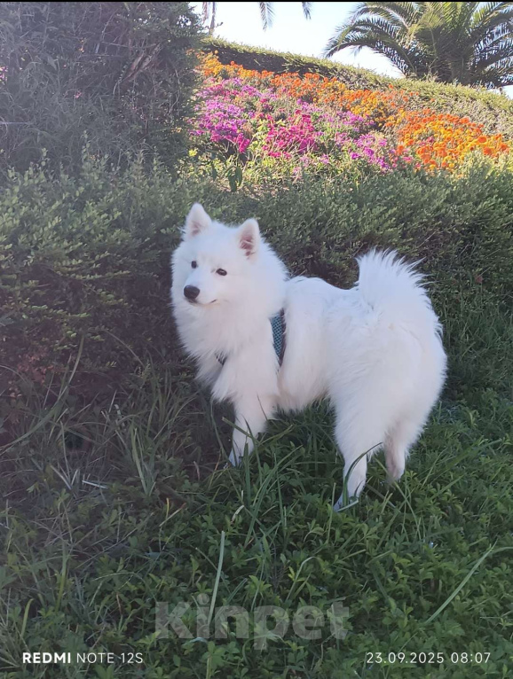 Собаки в Сочи: Белоснежный щенок японского шпица Мальчик, 20 000 руб. - фото 1