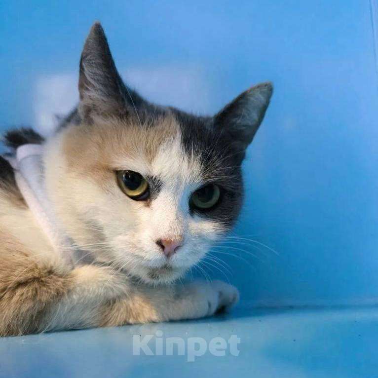 Кошки в Москве: кошка Рикса в самые добрые руки Девочка, Бесплатно - фото 2