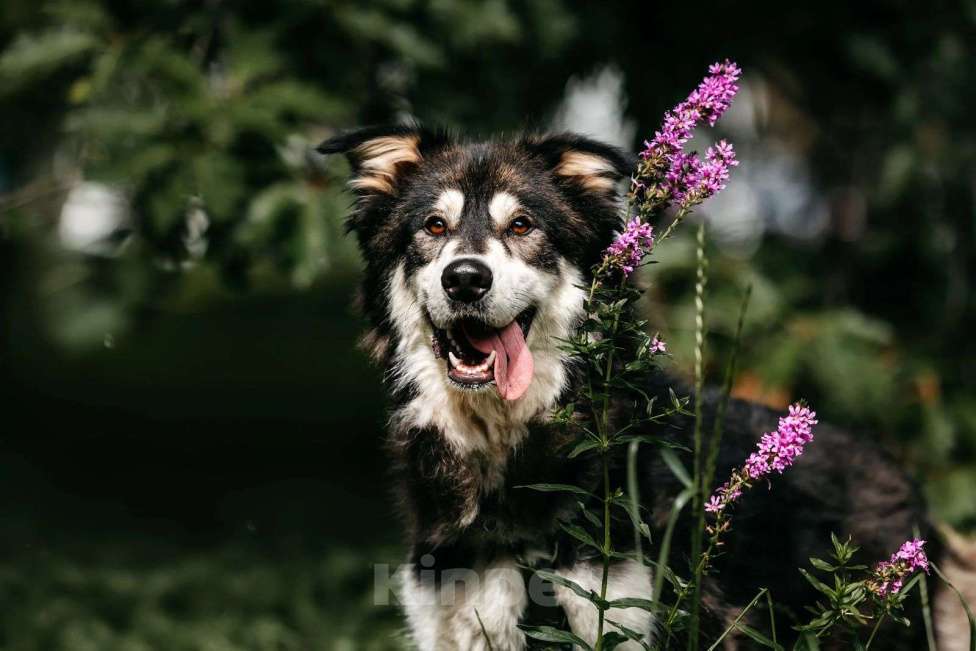 Собаки в Москве: Крутой пес ищет семью Мальчик, Бесплатно - фото 6