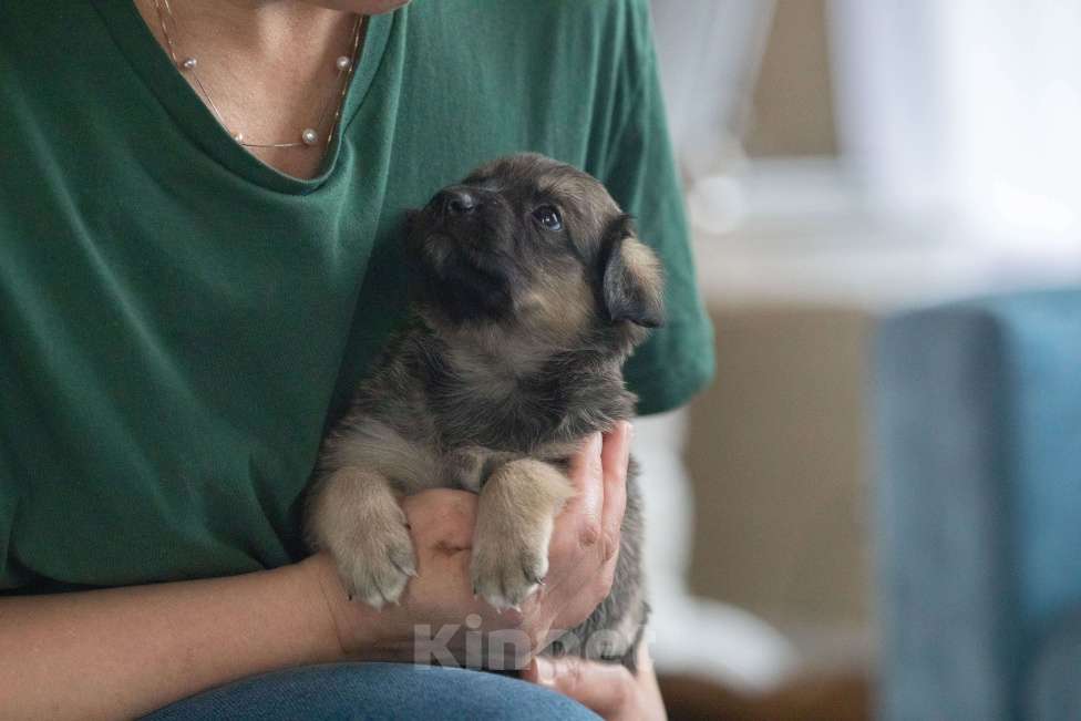 Собаки в Москве: Тиш ищет дом Мальчик, Бесплатно - фото 3