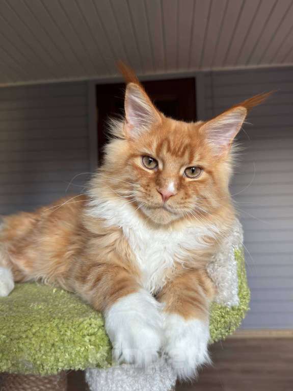 Кошки в Москве: Котёнок мейн-кун Мальчик, 75 000 руб. - фото 7