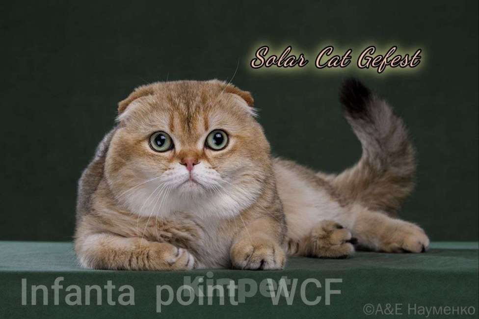 Кошки в Москве: Котята Scottish fold Мальчик, 50 000 руб. - фото 7