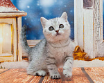 Кошки в Красноярске: Шотландские малютки, 10 000 руб. - фото 3