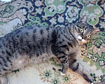 Кошки в Советской Гавани: Кот, 10 руб. - фото 3