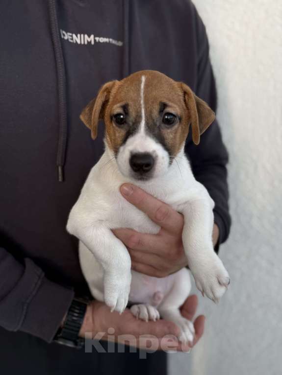 Собаки в Екатеринбурге: Мелкаш Мальчик, 80 000 руб. - фото 1