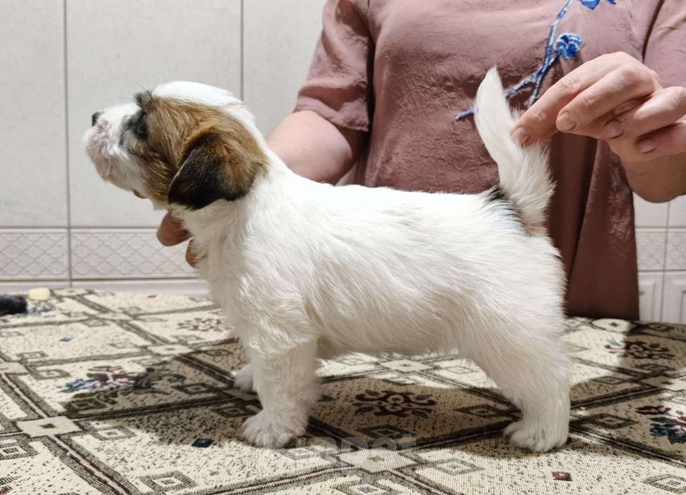 Собаки в Москве: Высокопородные щенки Джек Рассел терьера Мальчик, Бесплатно - фото 10