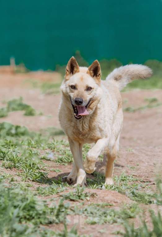Собаки в других городах Пермского края: Не пес, а звезда! Мальчик, Бесплатно - фото 9