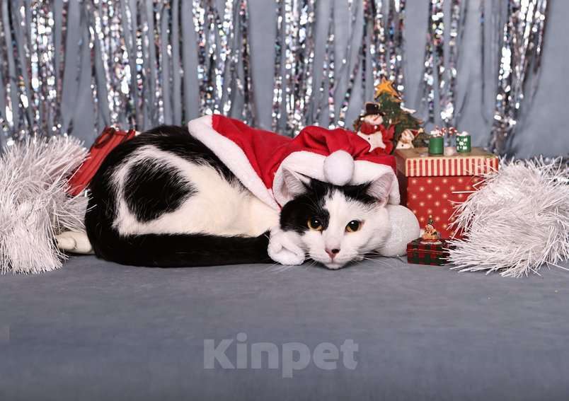 Кошки в Москве: Спокойный ласкуша котик Симба в дар Мальчик, 1 руб. - фото 7