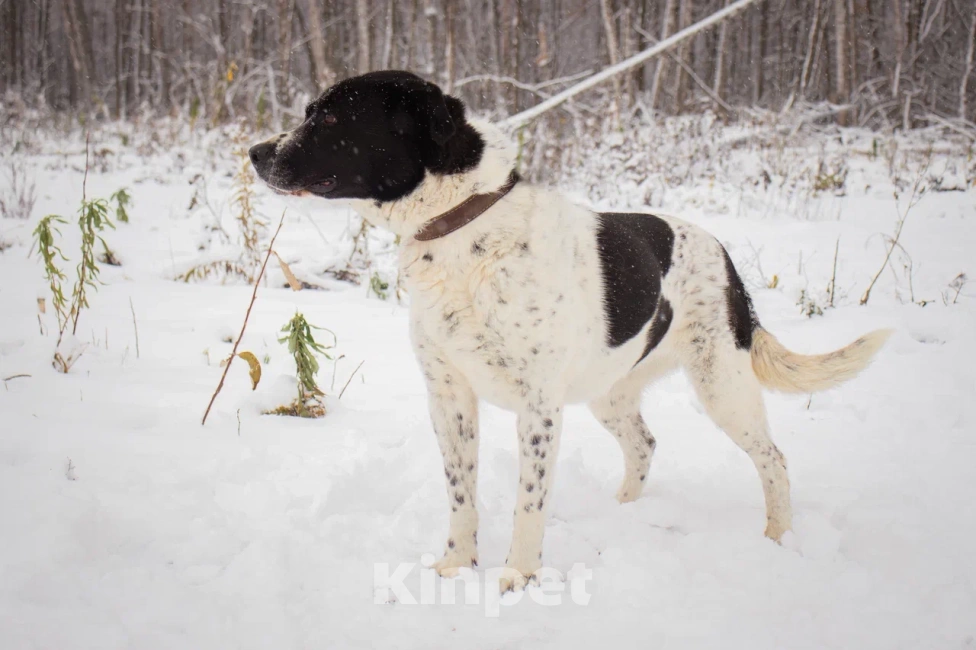 Собаки в Москве: Дайна ждет, не унывает Девочка, Бесплатно - фото 2