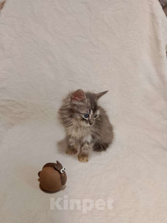 Кошки в Москве: котенок  Турецкой ангоры Мальчик, 76 000 руб. - фото 5