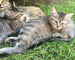 Кошки в Энгельс: Котята ищут дом Девочка, 10 руб. - фото 5