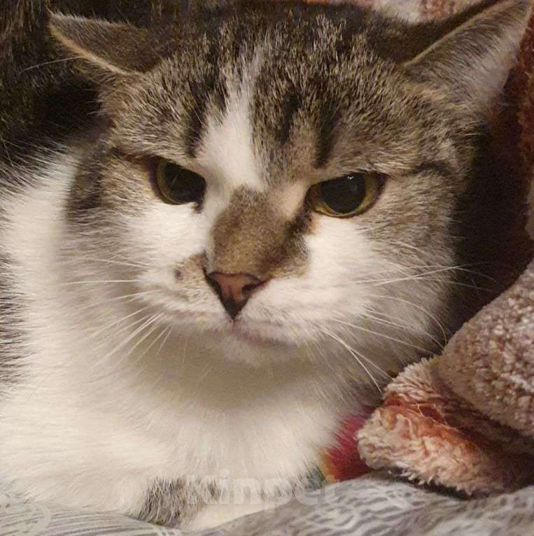 Кошки в Москве: Мэри — кошка с историей и большим сердцем Девочка, Бесплатно - фото 4