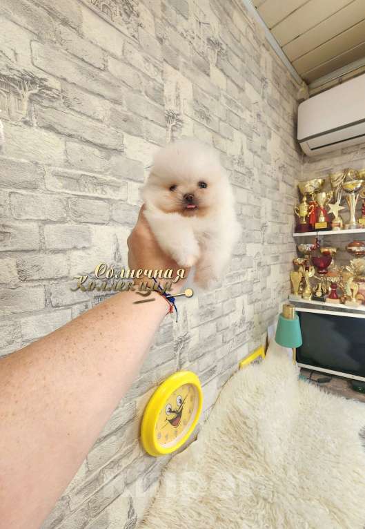 Собаки в Москве: Мини мальчик померанского шпица крошка на ладошку Мальчик, Бесплатно - фото 1