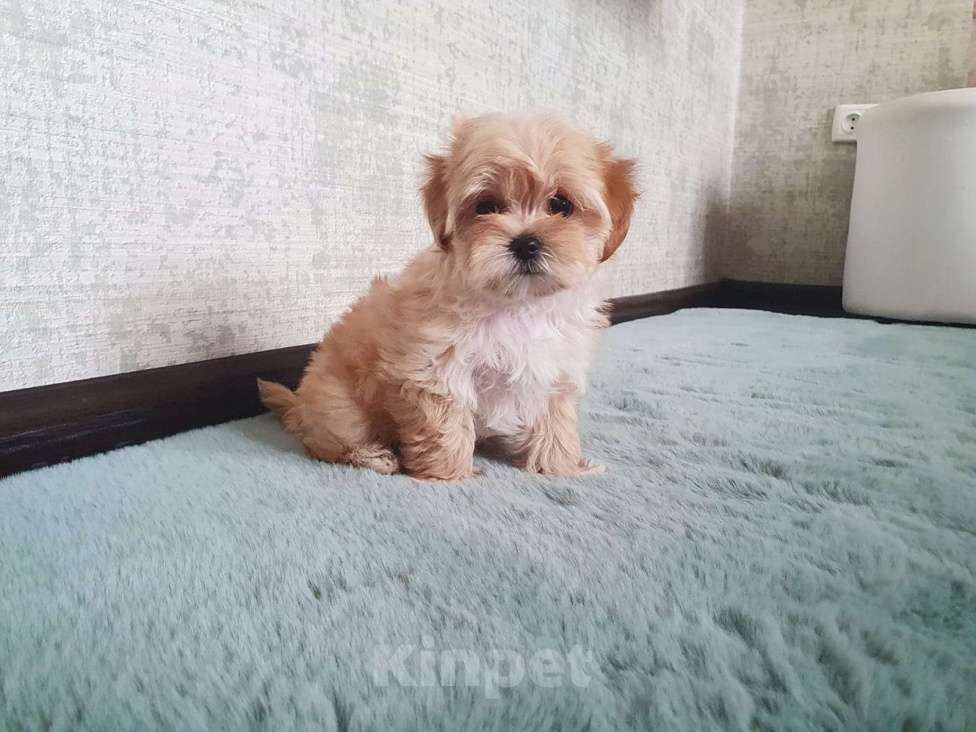 Собаки в Москве: Мальтипу f-1  Мальчик, Бесплатно - фото 3