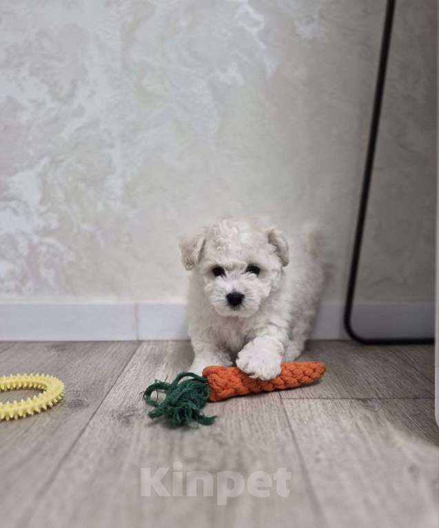 Собаки в Реутове: Бишон Фризе щенок Девочка, 65 000 руб. - фото 3