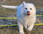 Собаки в Екатеринбурге: Щенок белой Швейцарской овчарки девочка Д/Ш Девочка, 50 000 руб. - фото 2