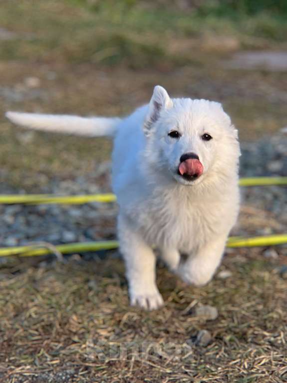 Собаки в Екатеринбурге: Щенок белой Швейцарской овчарки девочка Д/Ш Девочка, 50 000 руб. - фото 2