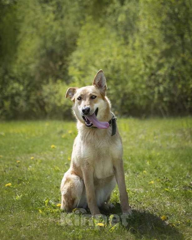 Собаки в Москве: Рыжая лисичка Белла в добрые руки Девочка, Бесплатно - фото 9