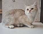 Кошки в Санкт-Петербурге: Британская короткошёрстная серебристая шиншилла Девочка, 10 000 руб. - фото 2