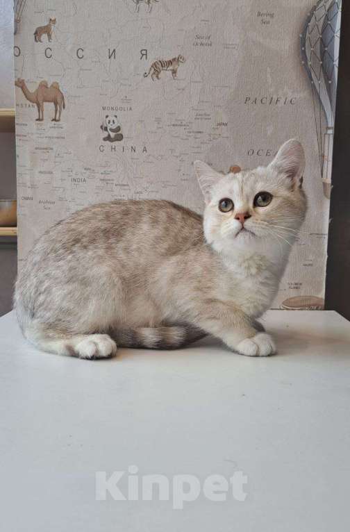 Кошки в Санкт-Петербурге: Британская короткошёрстная серебристая шиншилла Девочка, 10 000 руб. - фото 2