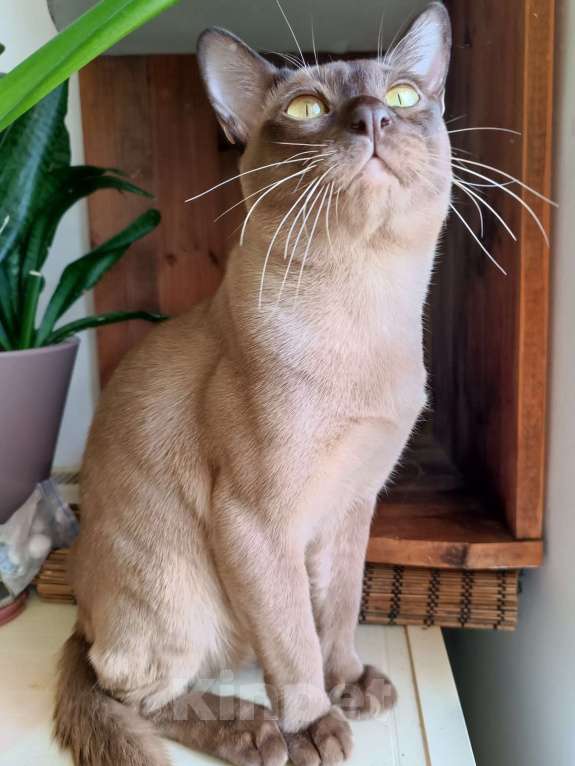 Кошки в Ростове-на-Дону: Котик европейской Бурмы в Брид  Мальчик, Бесплатно - фото 4