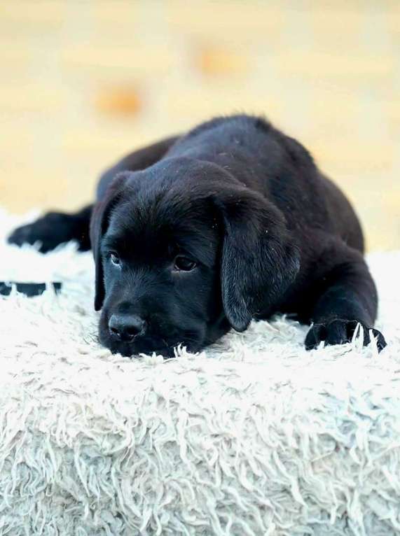 Собаки в других городах Московской области: Черные и коричневые щенки Лабрадора Девочка, 80 000 руб. - фото 9