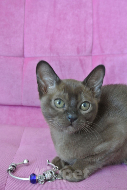 Кошки в Санкт-Петербурге: Котята европейской бурмы Разнополые, Бесплатно - фото 2