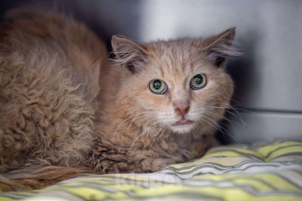 Кошки в Москве: Антон Мальчик, Бесплатно - фото 3