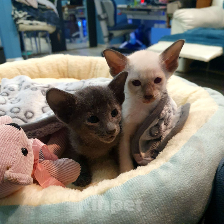 Кошки в Ковровом: ориентальные котята Девочка, 30 000 руб. - фото 2