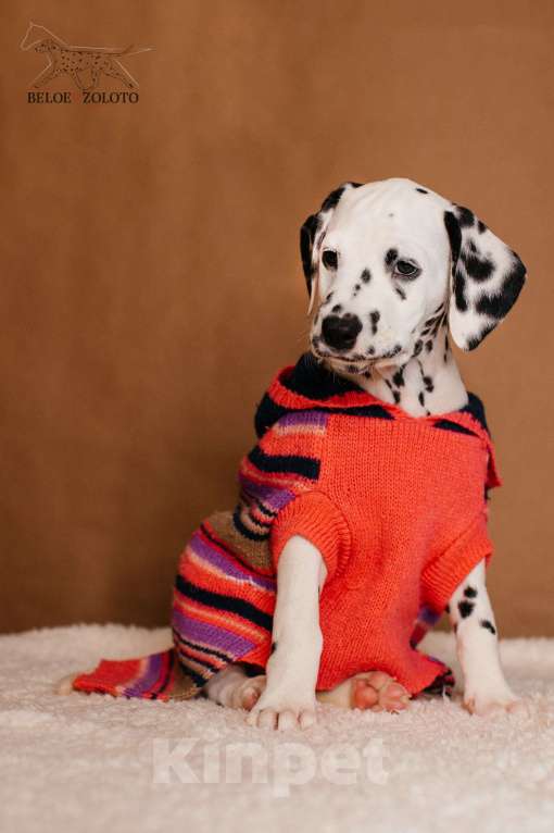 Собаки в Москве: Щенки ДАЛМАТИНА 3,5 месяца Девочка, 100 000 руб. - фото 1