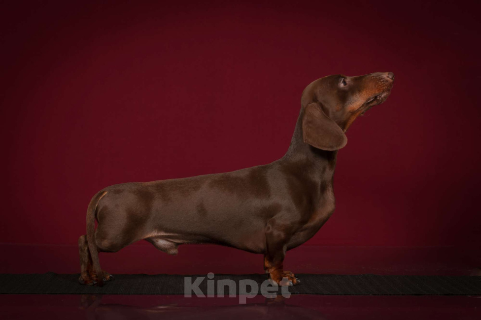 Собаки в Москве: Кобель кроличий коричнево-подпалый Мальчик, 25 000 руб. - фото 8