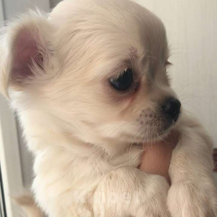 Собаки в Москве: Чихуахуа щенок мальчик Мальчик, 42 000 руб. - фото 3