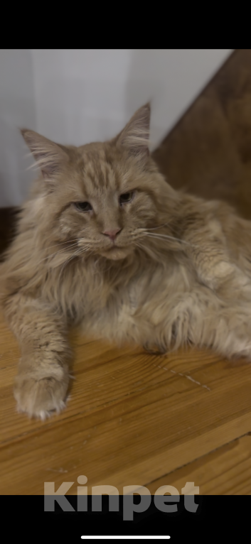 Кошки в Можге: !!!ПОТЕРЯЛСЯ КОТ!!! Мальчик, 10 000 руб. - фото 7