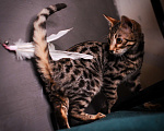 Кошки в Москве: Бенгальский котенок  Мальчик, 35 000 руб. - фото 8