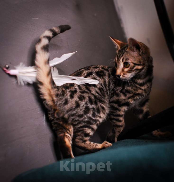 Кошки в Москве: Бенгальский котенок  Мальчик, 35 000 руб. - фото 8