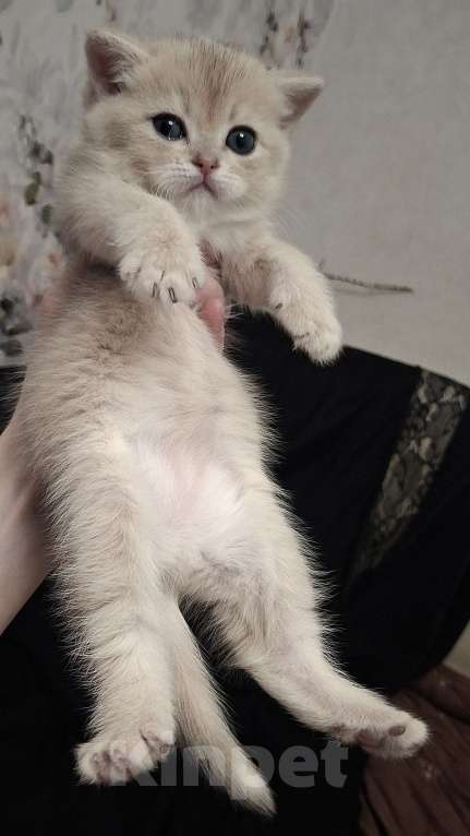 Кошки в Москве: Шотландская кошечка "голубая золотая шиншилла" Девочка, 40 000 руб. - фото 7