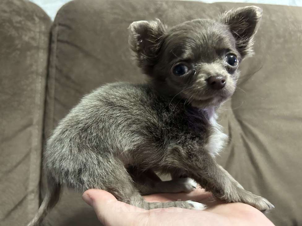 Собаки в Краснодаре: Лиловая девочка чихуахуа Девочка, 17 000 руб. - фото 5