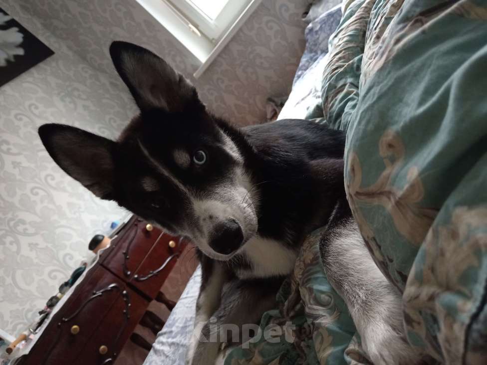 Собаки в Солнечногорске: Хасик (самоед) метис Мальчик, Бесплатно - фото 2